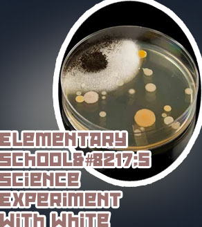Science fair project bacteria on surfaces