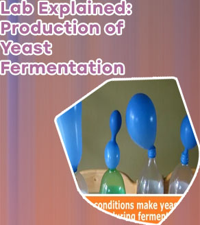 Yeast experiments biology